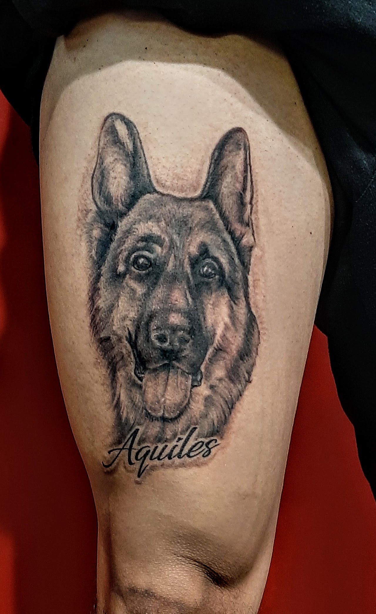 Tatuaje realista en blanco y negro de un perro pastor alemán, retrato memorial de mascota